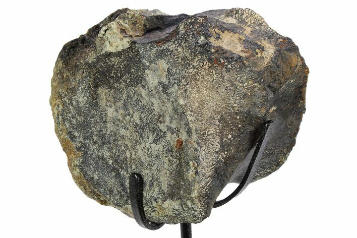 Dinosaur Vertebra Centrum on Metal Stand - Boulahfa, Morocco #252517